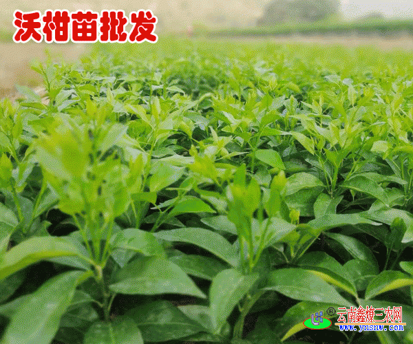 商城 动植物种苗 果树苗木 沃柑苗  玉溪新平柑橘,云南柑(桔)橘苗,无