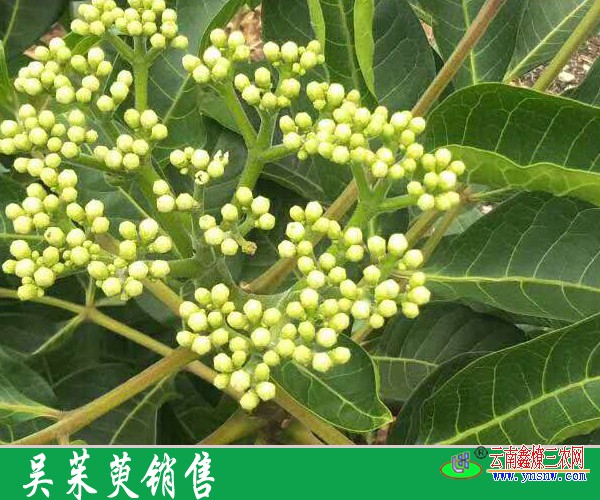 吴茱萸的功效与作用