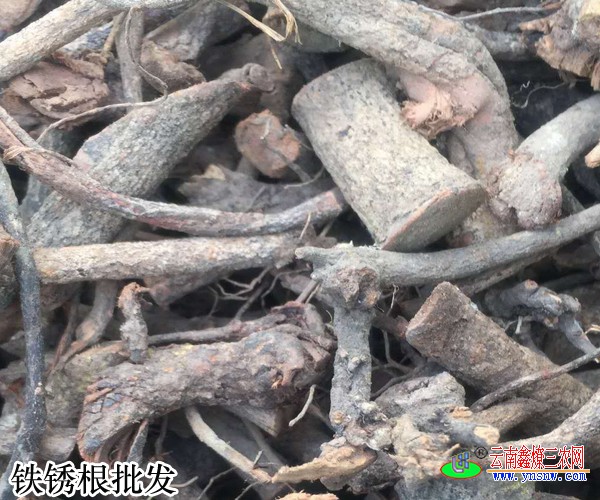 铁锈根图片毒钉子药材图片价格和尚头草