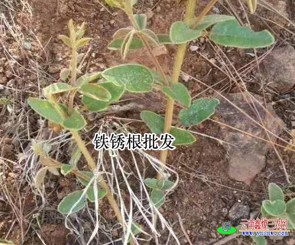 铁锈根图片_毒钉子药材图片价格和尚头草