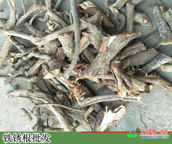 铁锈根图片毒钉子药材图片价格和尚头草