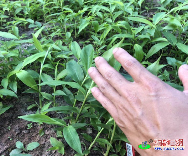 白蔻又称阳春砂,绿壳砂,海南省砂等,为姜科豆蔻属多年生木本植物