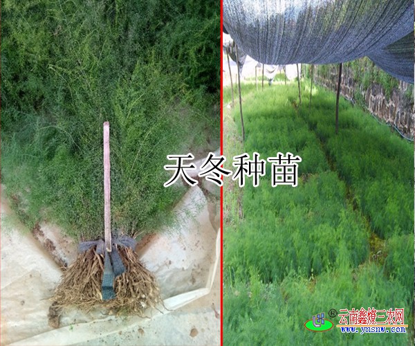 天冬苗 药材种苗 动植物种苗 商城 云南鑫燎三农网