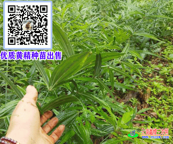 黄精应当如何栽种 动植物种苗 品牌 云南鑫燎三农网手机版