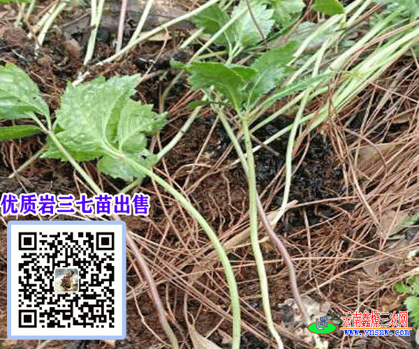岩三七苗_岩三七小苗_云南岩三七种苗批发和功效