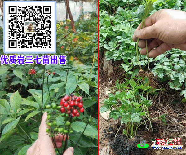 岩三七批发,岩三七价格公道 4元/克