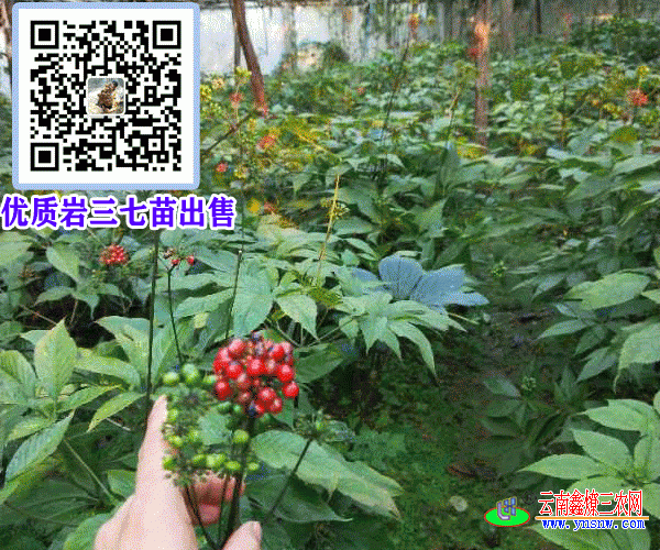 岩三七图片(苗)_岩三七治什么病