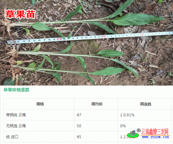 草果树苗_云南文山马关县草果苗多少钱