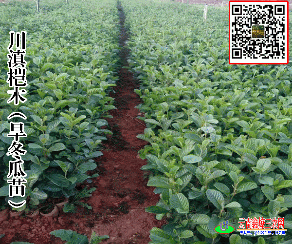 大理旱冬瓜树苗_昆明旱冬瓜树苗_采购旱冬瓜树苗(云南