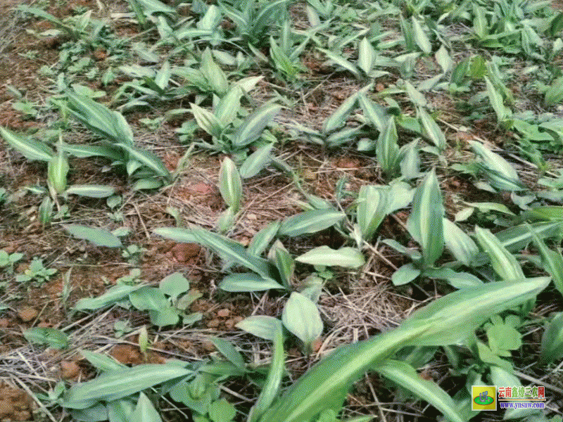 黄精苗价格_今日云南,四川黄精种苗批发价格