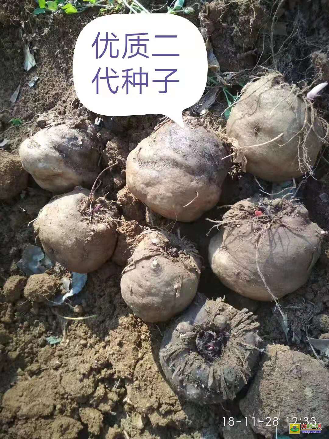 魔芋种芋魔芋一代二代种子图片