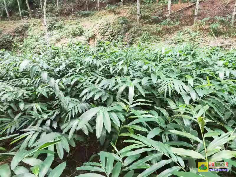 砂仁苗 砂仁种苗广西价格多少钱一棵 - 动植物种苗 - 供应 - 云南鑫燎