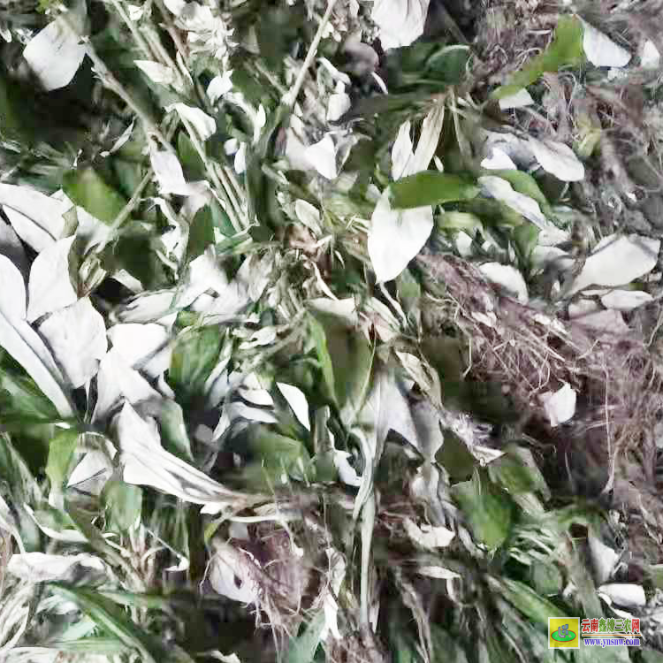 供应 药材类 中药材全草类 兔耳风    多年生草本,高约20～60厘米.