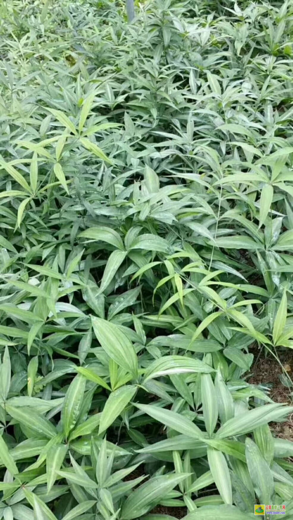 哪种黄精好 云南适合什么黄精_黄精佳品种是哪一种