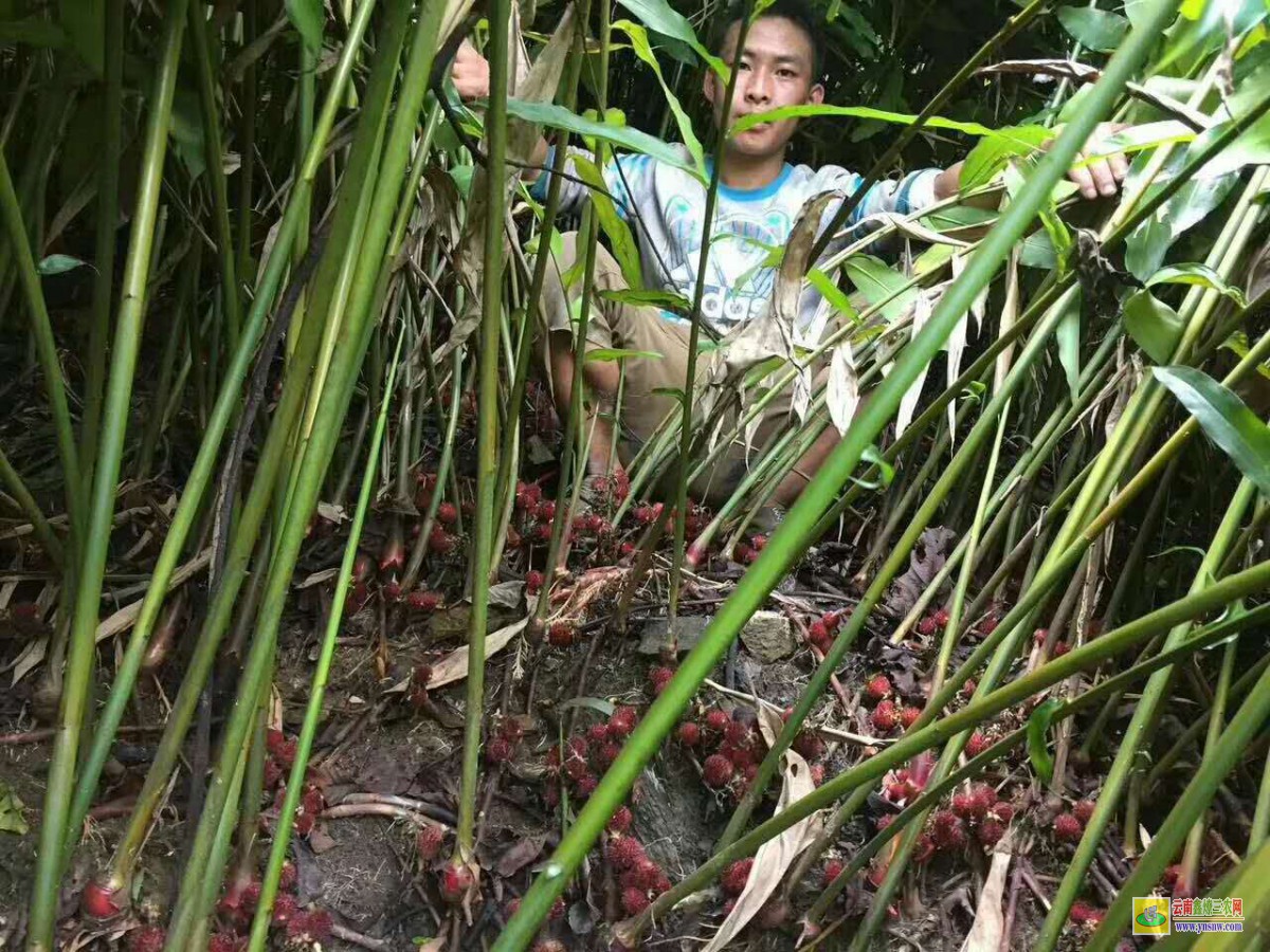 砂仁别称叫什么名字?价钱大约多少钱一斤? - 动植物