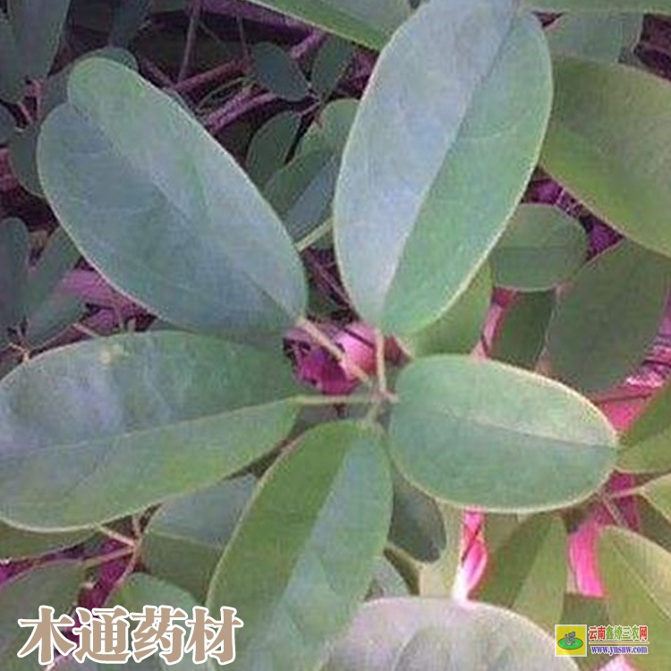 木通又叫做山通草药材图片