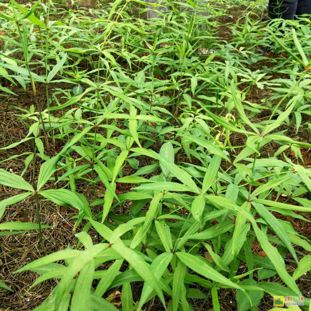 文山黄精苗图片