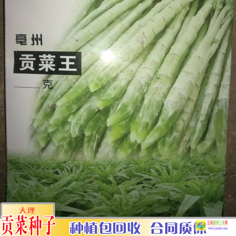 贡菜的防冻特点_贡菜的种植技术 - 动植物种苗 - 商城 - 云南鑫燎三农