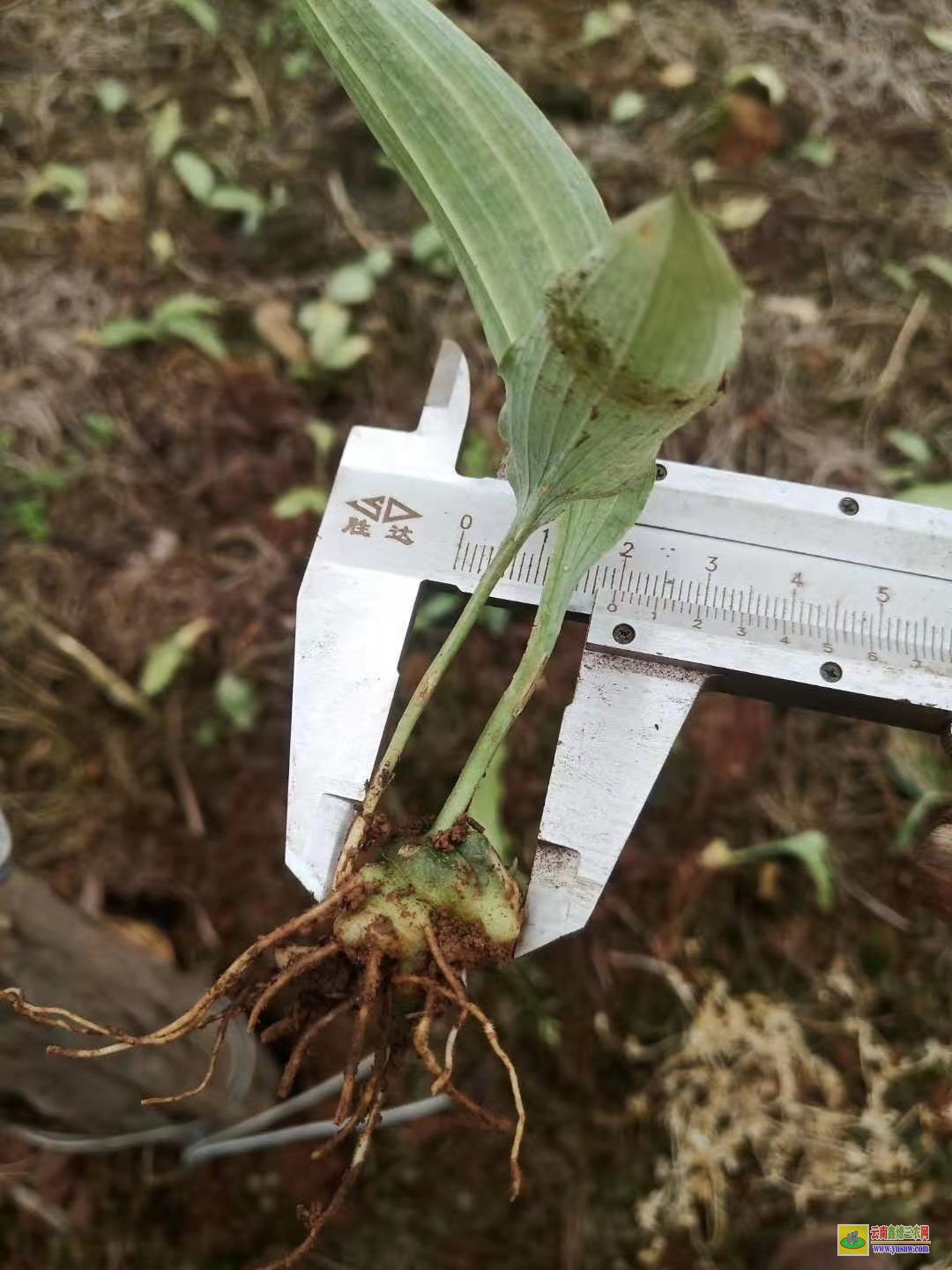 处理100万株鸡头黄精种苗