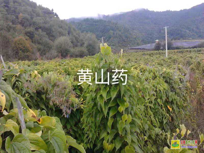 九斤黄山药和铁棍山药的区别