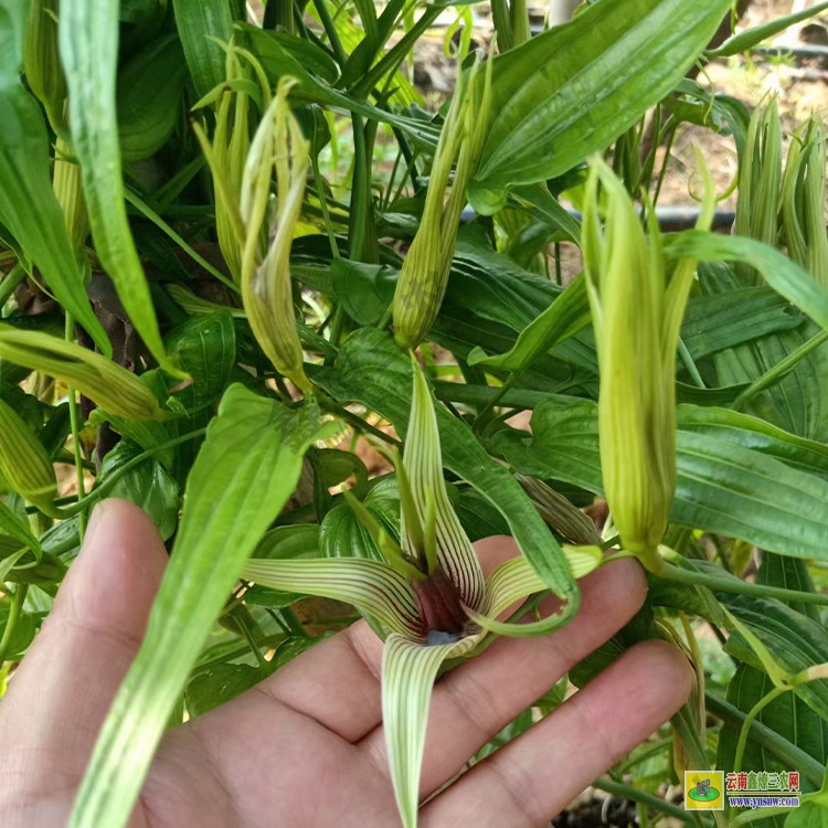 湖北百部药材苗图片 百部小苗种植时间 百部比较适合什么时候种
