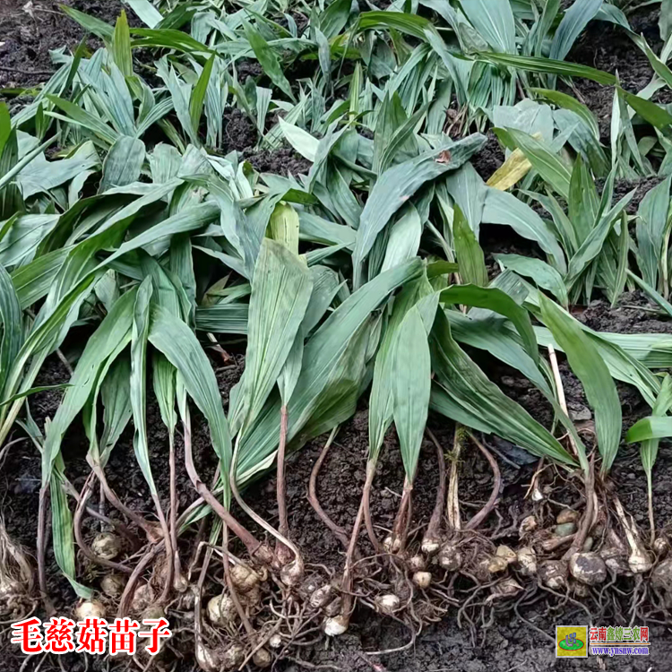 赤水毛慈菇价格2021毛慈菇价格多少一公斤毛慈菇种子能培育种苗吗