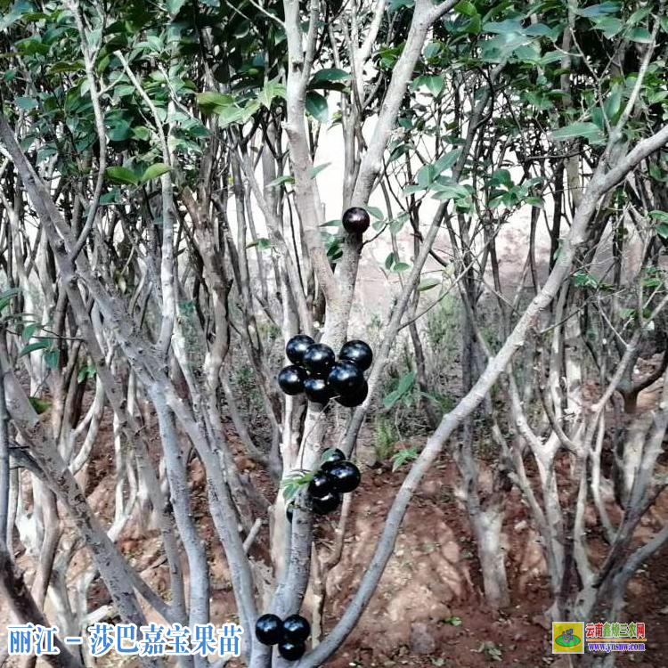玉龙县四季红妃嘉宝果苗多少钱一棵嘉宝果树施什么肥才长果果树苗价格